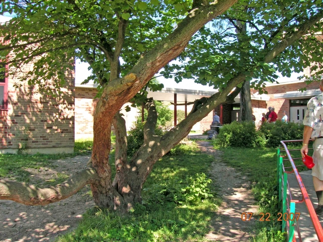 The outside courtyard featuring a tree.