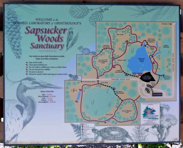 Sapsucker Woods Sanctuary